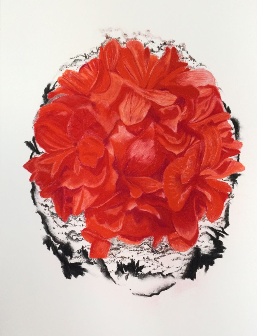 <strong><em>Le géranium rouge de colère</em></strong>, 2017<br>Fusain, pastel sur papier, 75 x 55,5 cm